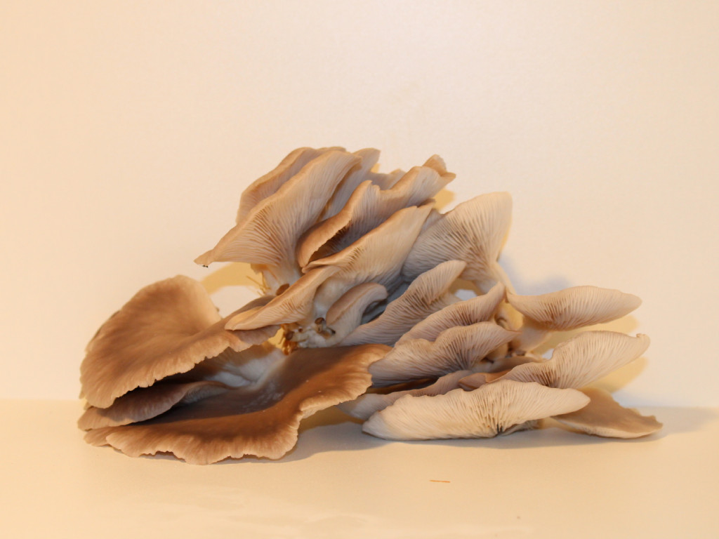 Champignons pleurottes de LA CAVE DES FIGUIERS