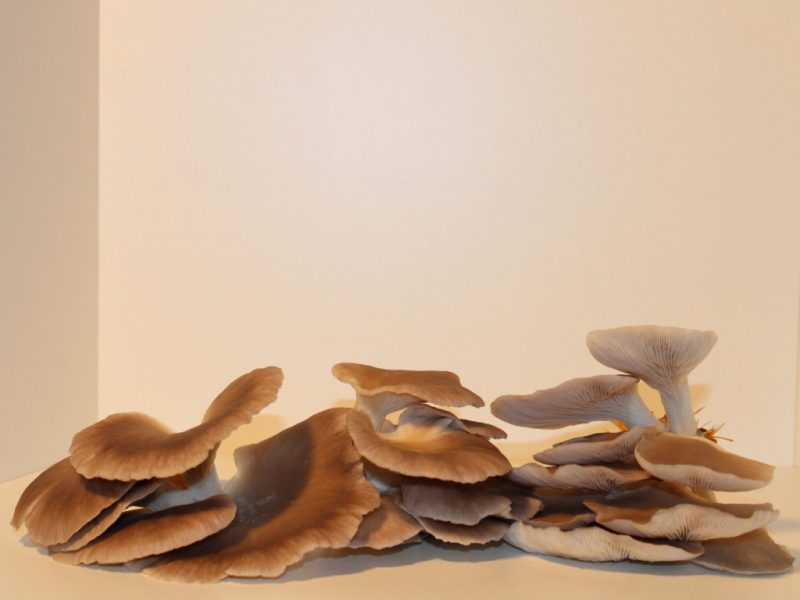 Champignons pleurottes de LA CAVE DES FIGUIERS