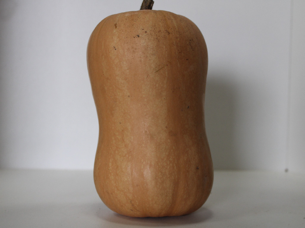 Courge Butternut
