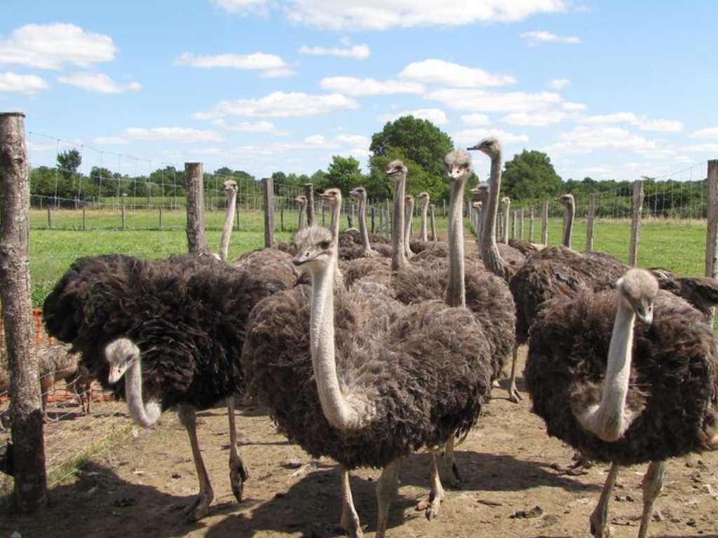 L’AUTRUCHE GAULOISE