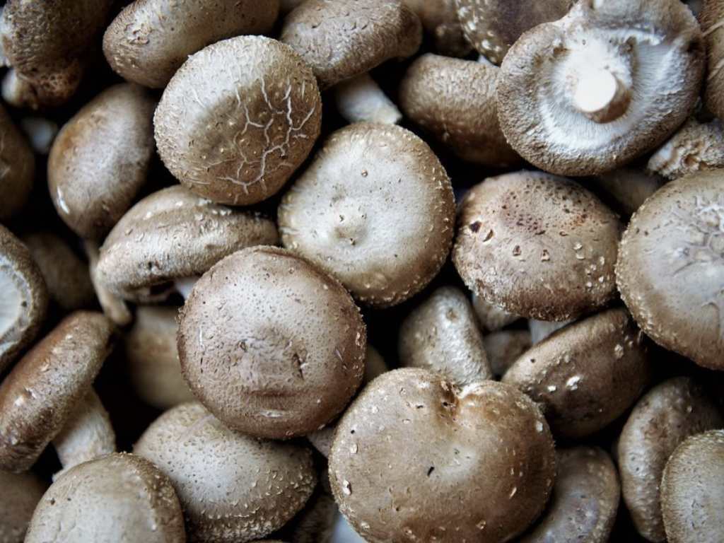 LA CAVE DES FIGUIERS