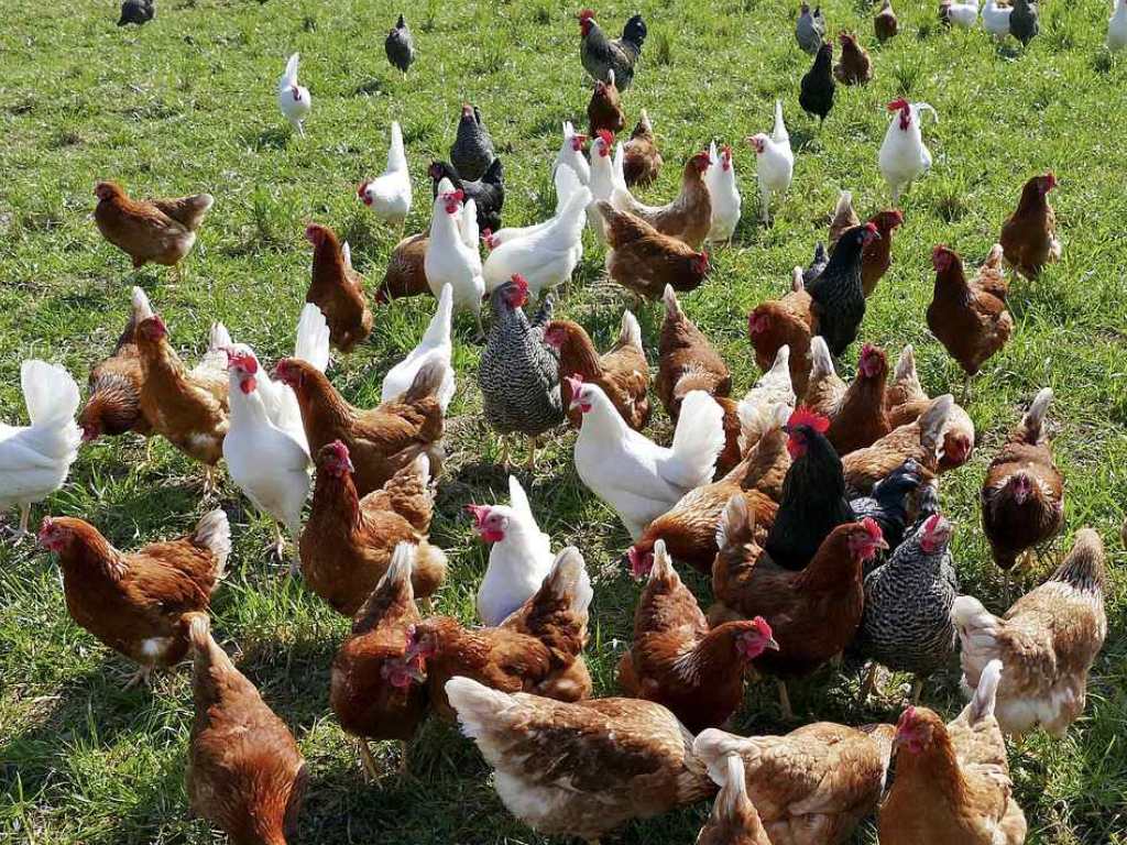 L’OEUF DE LA GAILLARDIÈRE