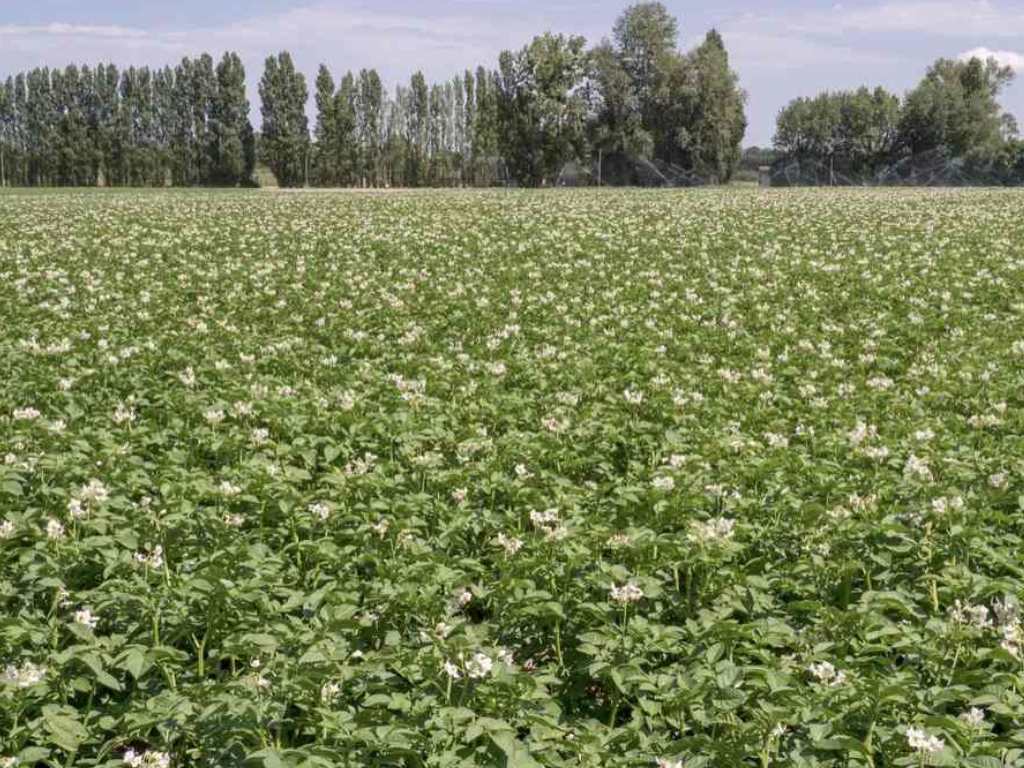 FERME DU GRAND THURÉ