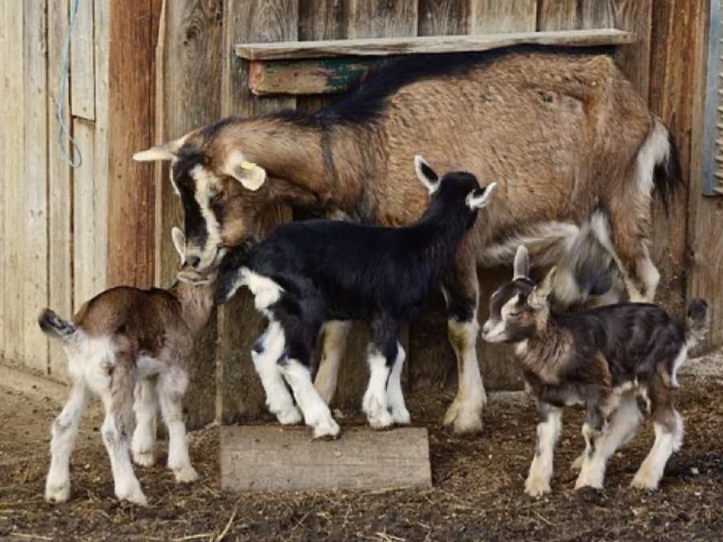LES CABRIS DE MANU ET ELO