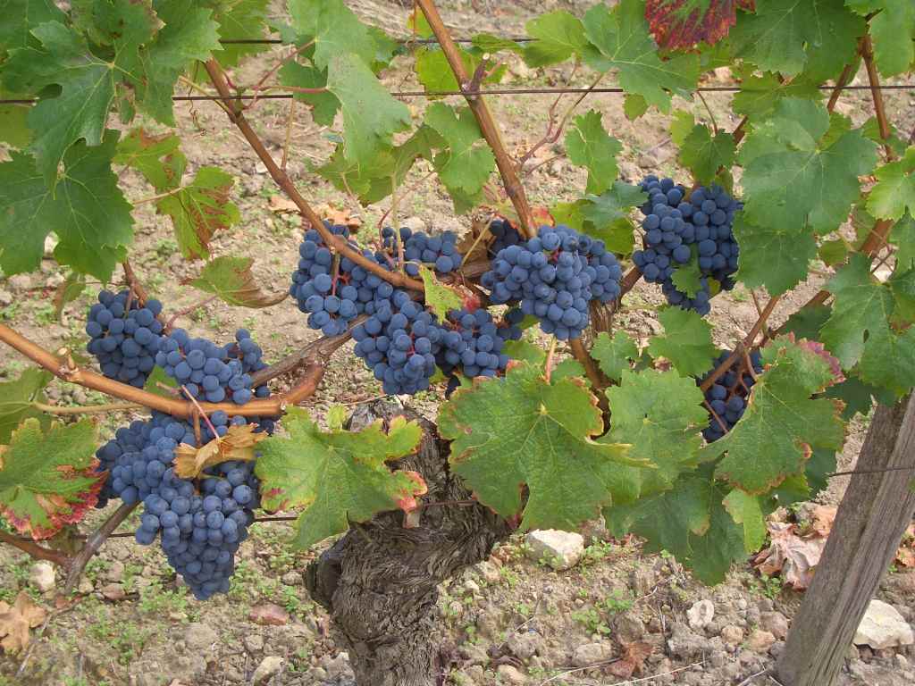 DOMAINE DE LA CHANTELEUSERIE