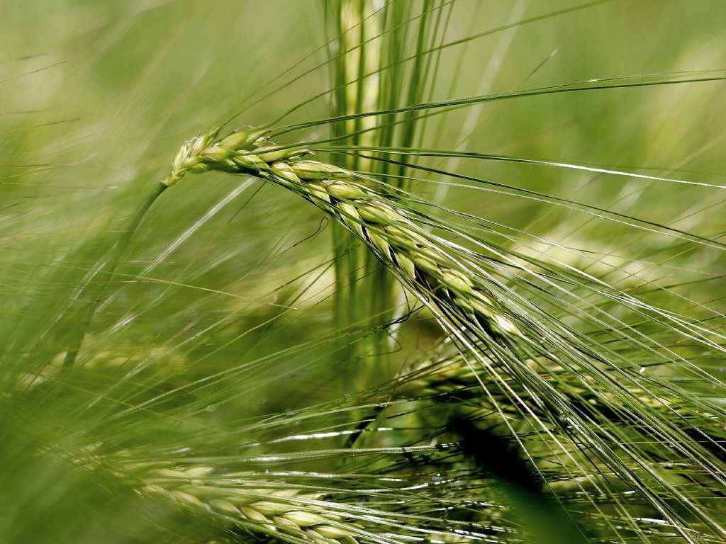 BRASSERIE DU CHEVELU