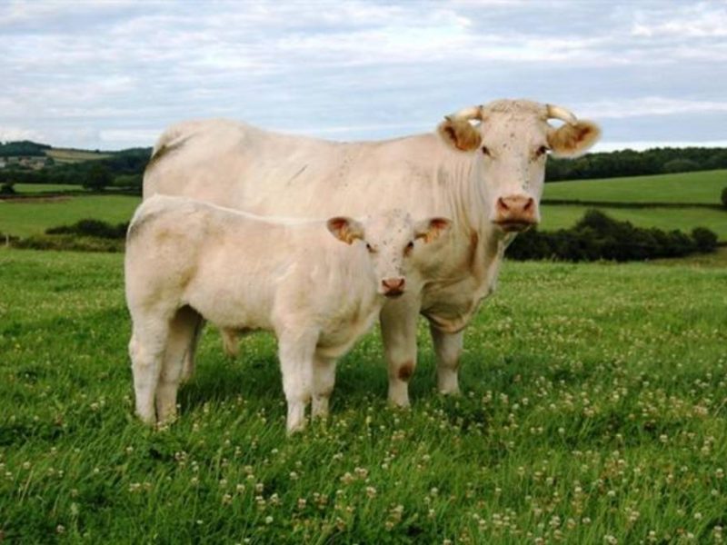 Colis de veau charolais élevé sous la mère 8 kg
