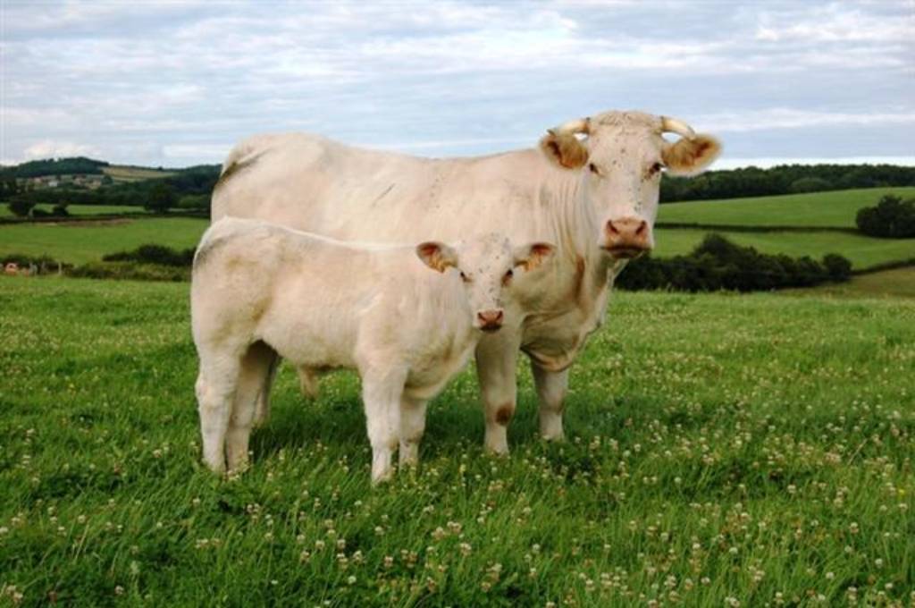 Colis de veau charolais élevé sous la mère 8 kg