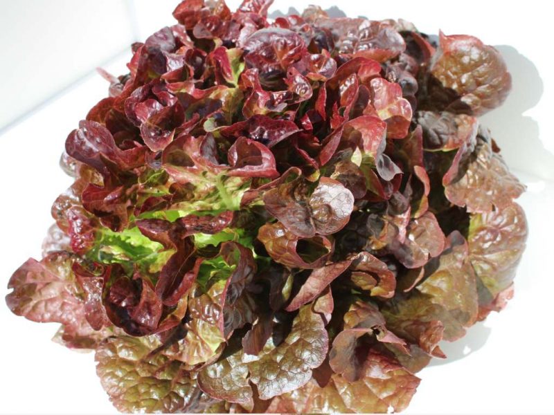 Feuille de chêne rouge bio