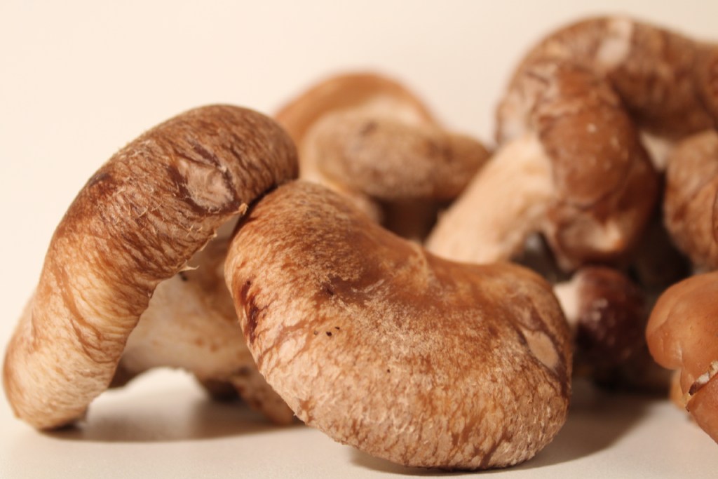 Shiitaké BIO – Image 2